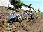Trees were planted on the slopes of the ChuoExpwy in Fuefuki City, Yamanashi Prefecture, in collaboration with local Ninomiya Ward Associations of Fuefuki City and NEXCO CENTRAL.