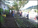Flowerbed maintenance and flower planting were conducted on the site of the Meishin Expwy in Maibara City, Shiga Prefecture, in collaboration with local residents of Kawachi Ward, Maibara City, and NEXCO CENTRAL.