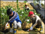 石川县金泽市的筑浦市镇协会在北陆自动车道上种了花草树木。