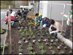 Planting was carried out on the Hokuriku Expwy in Nagahama City, Shiga Prefecture, in collaboration with local residents of the Minami-Tazuki Nishi Residential Association and NEXCO CENTRAL.