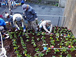 在静冈县静冈市东名高速公路上，Yumune邻居协会的成员组织了花坛并种了花。