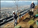 A tree was planted by Matsuda Town on the slope of the Tomei Expwy in Matsuda Town, Kanagawa Prefecture.