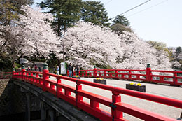高岡古城公園の桜