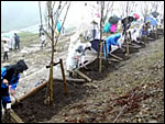 Trees were planted on the site of Shin-Tomei Expressway in Hamamatsu City, Shizuoka Prefecture, by volunteers and members who love Okuyama Sakura.