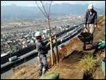 在神奈川县松田町东名高速公路的山坡上，松田町种了一棵树。