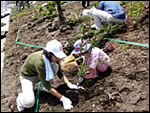 As the first project of this project, tree-planting activities were conducted on the slope of the Tomei Expwy in Okazaki City, Aichi Prefecture, in collaboration with Denso Corporation and NEXCO CENTRAL.