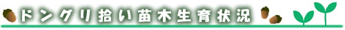 ドングリ拾い苗木生育状況