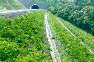 Forestation of the slope