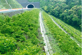 のり面の樹林化