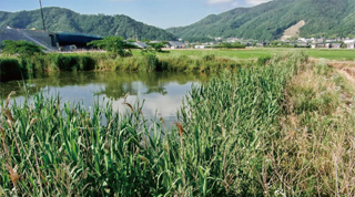 Biotope created (Maizuru-Wakasa Expressway)
