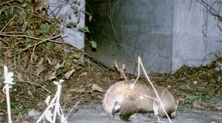 Badgers using the pathway that serves as a monster trail (Ken-O Road).