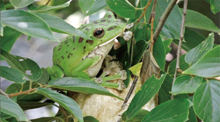 Moria frog inhabiting the biotope created (Ken-O Road)