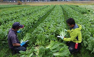 收获照片