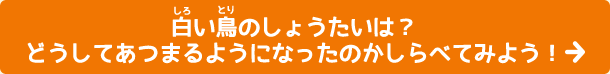 白い鳥のしょうたいは？どうしてあつまるようになったのかしらべてみよう！