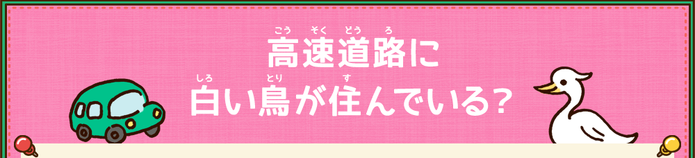 高速公路上有白鳥嗎？