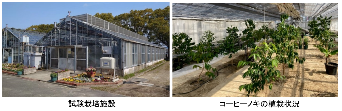 NEXCO中日本×名古屋市みどりの協会：名古屋市で “コーヒーの試験栽培” を開始！　～持続可能な農業と地域の活性化に向け、国内栽培にチャレンジ～
