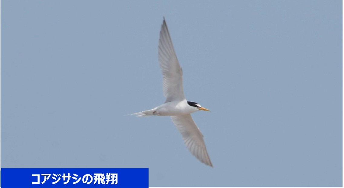 コアジサシの飛翔