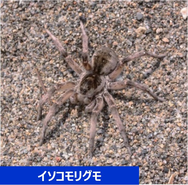 イソコモリグモ
