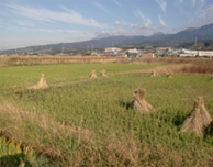 浮島地区には田んぼと葦原が広がっています