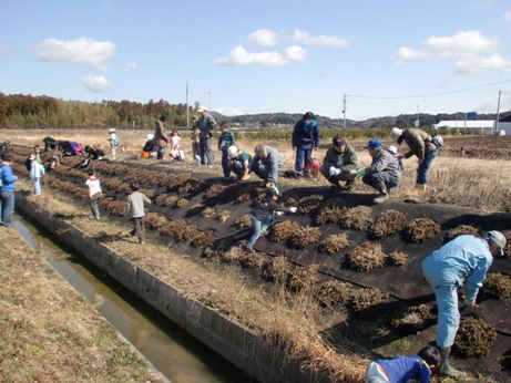 葦原の環境整備作業