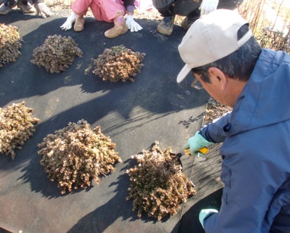 芝桜の株に肥料を追加