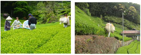 お茶の葉を運ぶ作業とお茶を集める袋を支える作業