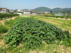 立派に育ったジャガイモ