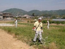 ジャガイモのまわりの休耕地の草刈り