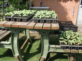 植栽ポットで各家庭で種から育苗