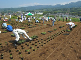 ひもに沿って苗を一列に並べます