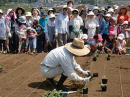 ひまわりの植え方の実演