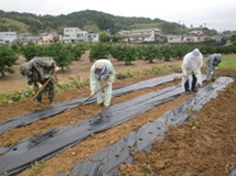 うねづくりは難しいです