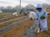 大豆の苗を等間隔に植えます
