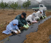 サツマイモの苗は寝かせるように植えます