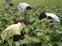 雑草を丁寧に手で抜きます