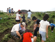 子供たちは彼岸花を植えました