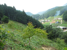 植樹した木も元気に育っています