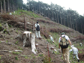 今年3月に植樹した山の斜面