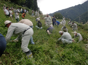 茅場での下草刈り作業