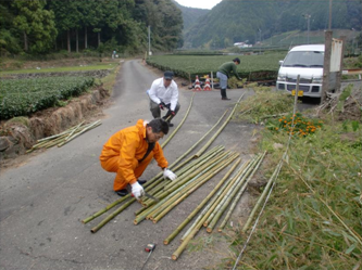 枝を払い長さを揃えて添え木の完成です