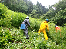 急斜面での下草刈り