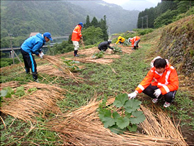 かぼちゃ畑での作業