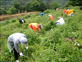 茅場での下草刈り作業