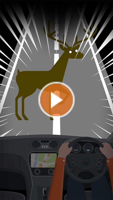 高速道路での野生動物の飛び出しに注意！