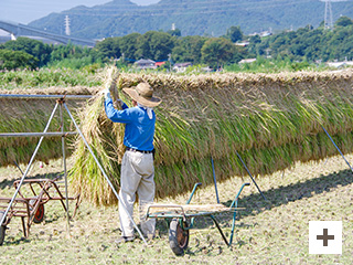 "At the time of harvest"