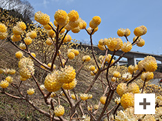 「三椏の咲く新名神」