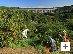 "Orange fruit hills"