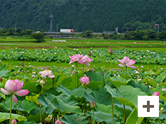 「夏に走る」