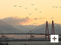 "A group of cormorants returning to the roost"