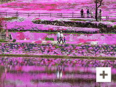 "Sakura promenade"